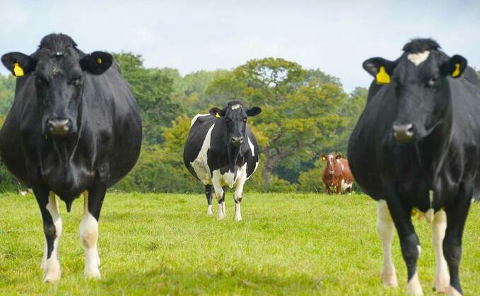 The non-negotiables for good fertility for AYR calving herds
