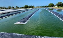 An algae-based concentrated supplement is being used to improve the health and performance of livestock.