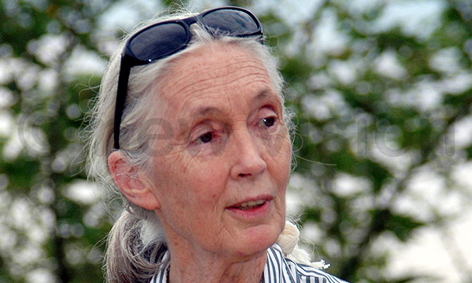 Conservationist Jane Goodall to visit Uganda Conservationist Jane Goodall to visit Uganda