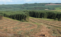 BSW and Tilhill Forestry announce the vertical integration of timber supply chain