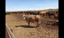  Fixed price: Producers can effectively fix the sale price of their feeder cattle by using an AFC Swap to mitigate risk. Photo : John Gaughan.