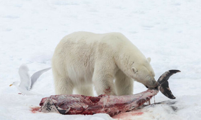 Polar bears develop taste for dolphins as Arctic warms Polar bears develop taste for dolphins as Arctic warms