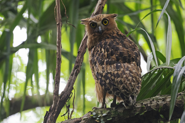 SINGAPORE-WORLD WILD LIFE DAY-ANIMALS