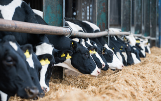 Dairy farmers meet new industry targets for antimicrobial use 