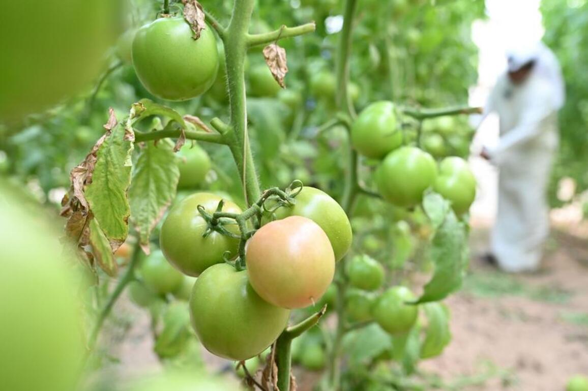 Chinese technology and equipment help Kuwaiti farmer turn desert into thriving agricultural haven