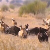 Rare congregation of Steppe Eagles spotted in Rajasthan's Desert National Park