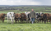 How a Cornish grazed dairy herd maximises butterfat for Rodda's creamery contract