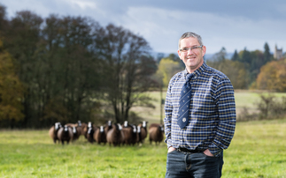 Popularity of Zwartbles sheep continues to grow among farmers