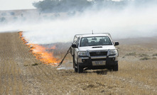 Managing weed seed banks using crop desiccation and topping