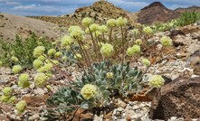 The endangered Tiehm’s Buckwheat. Courtesy Patrick Donnelly, Center for Biological Diversity.