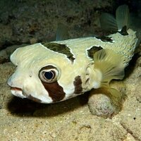 Fish 'fingerprints' in the ocean reveal which species are moving homes due to climate change