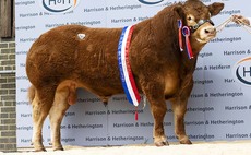 New Limousin bull record of 180,000gns at Carlisle