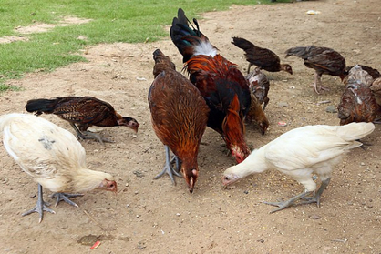 USDA to invest up to $100 million in projects to combat bird flu