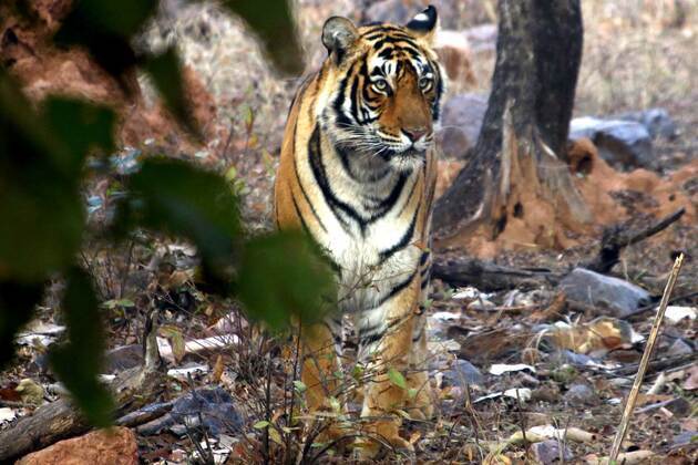 Rajasthan: Ranthambore to host international tiger week 2026