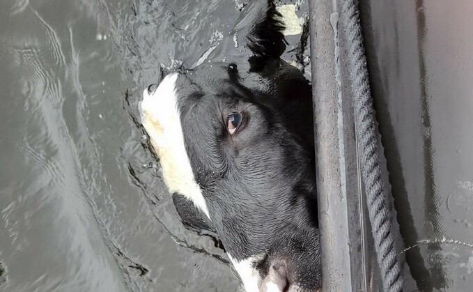 The heifer had been found drifting in Lough Derg lake in Ireland
