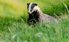 New badger jab scheme launched in TB fight