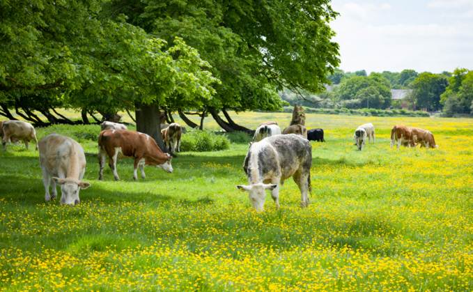 Defra confirms 25% of SFI26 Window 1 budget now allocated