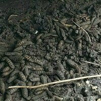 Neanderthals likely ate fermented meat with a side of maggots