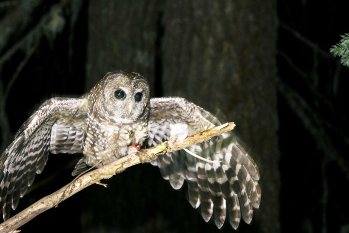 Trump administration moves to reduce scope of Endangered Species Act