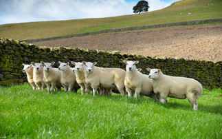 Sheep special: Planning ahead to avoid losses at weaning time