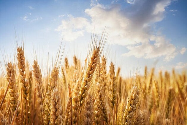 Pakistan: Wheat crops at risk as dams approaching dead levels