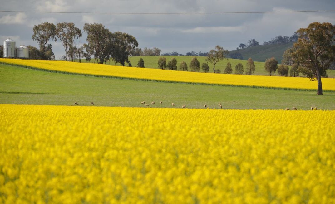 What will the latest US-China deal on agricultural commodities mean for Australia?