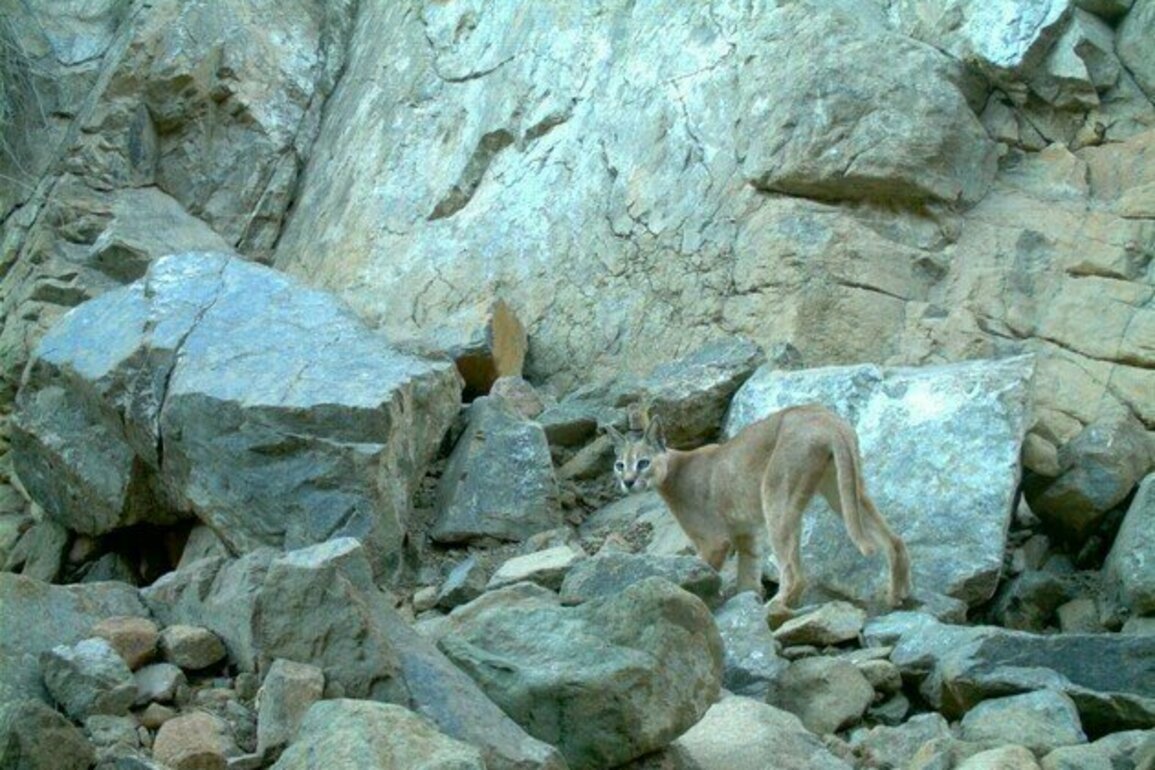 Endangered Arabian Lynx sighted in Fujairah's Wadi Wurayah Reserve