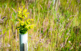 From 'forever chemicals' to landscape recovery: The new Environmental Improvement Plan at a glance