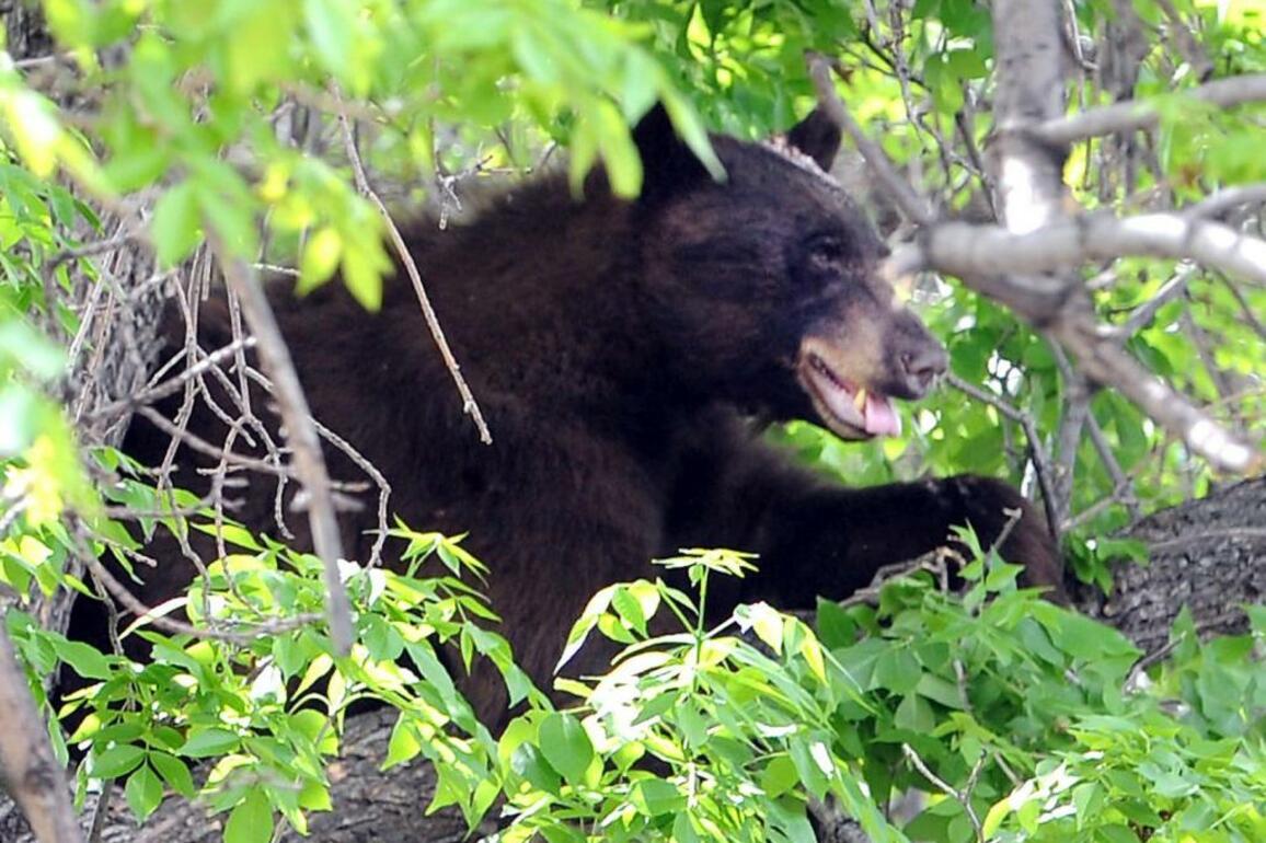 Bear breaks into, destroys Jefferson County car in Colorado foothills