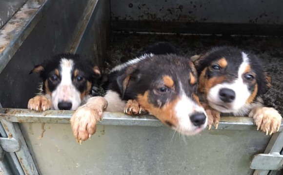 Shocked farmer discovers six sheepdog puppies dumped in livestock trailer