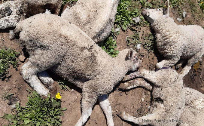 18 lambs 'brutally slaughtered' in deliberate dog attack