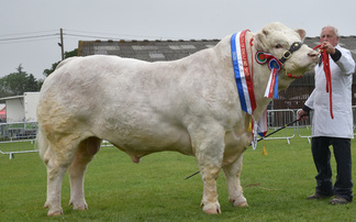Charolais dominate beef championship at South of England Show