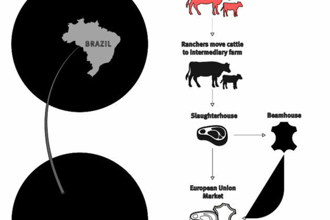 Brazil: Illegal Ranches Devastate Rainforest, Livelihoods