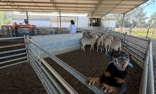 This month’s Research Report is on sheep auto drafters.