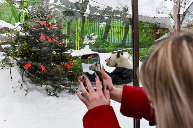 RUSSIA-MOSCOW-CHINESE LUNAR NEW YEAR-GIANT PANDAS