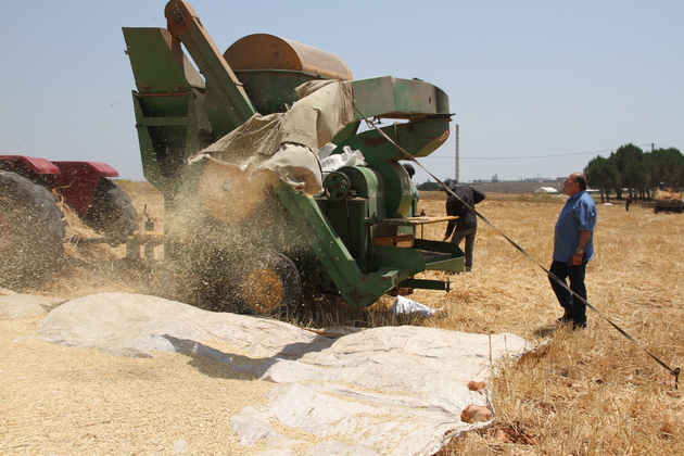 LEBANON-MARJEYOUN-WHEAT-HARVEST