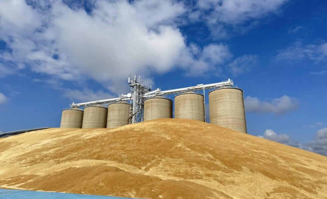 Grain is flowing in at GrainCorp’s site at Moura, Central Queensland.