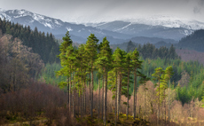 Timber, carbon offsets and ESG: Why investors are piling into the UK forestry market