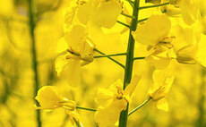 Record world demand supports rapeseed prices