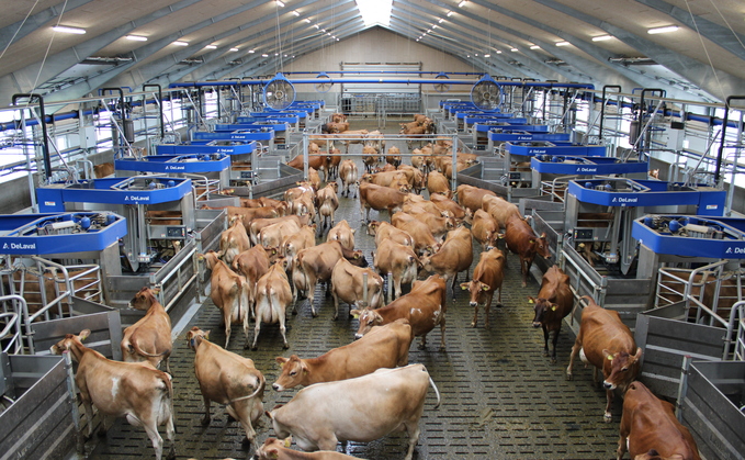 World's largest batch milking farm