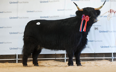 New Highland cattle female record set at Oban