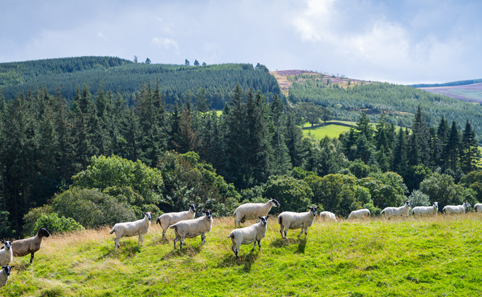 Royal Highland Show: Calls for clearer vision on Scotland's land ownership future