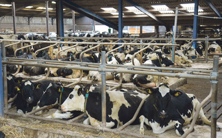 How to manage e.coli mastitis in dairy cows