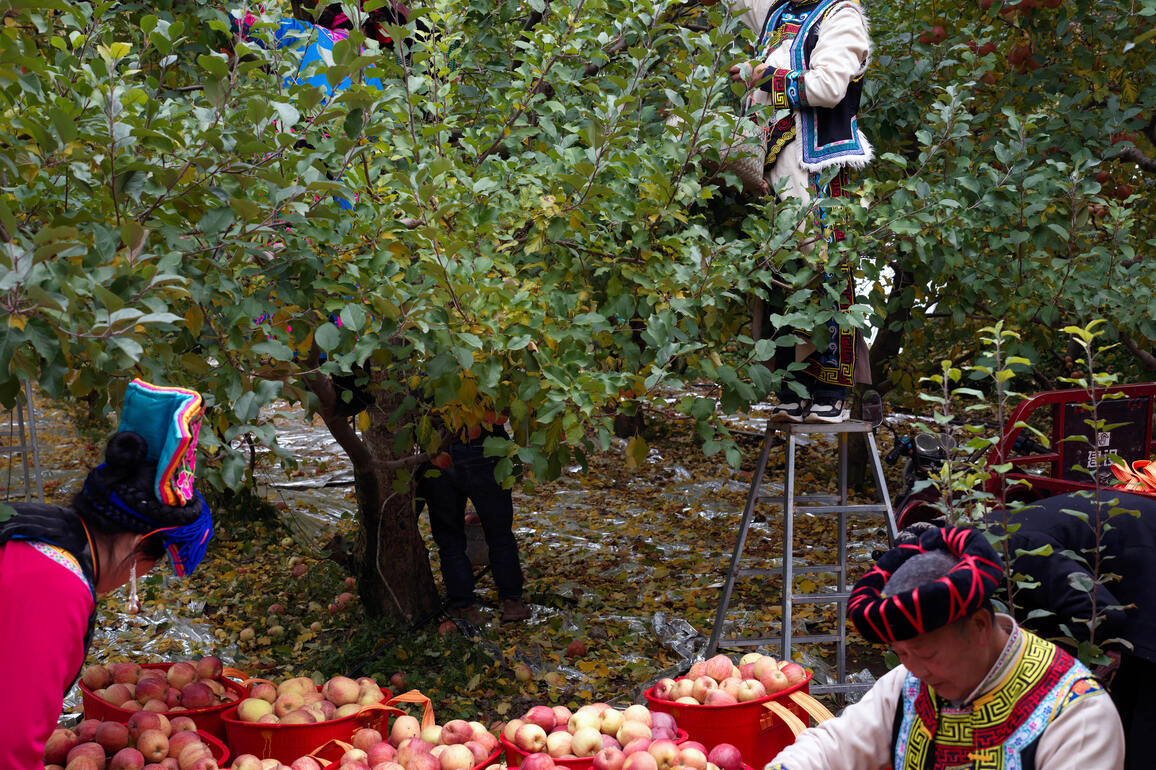 CHINA-SICHUAN-MAOXIAN-APPLE-HARVEST (CN)