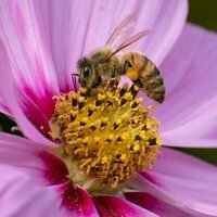 Deadlier than varroa, a new honey-bee parasite is spreading around the world