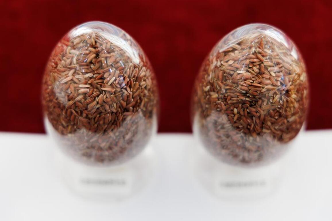 Chinese scientists develop "precision-designed" seeds to boost food security