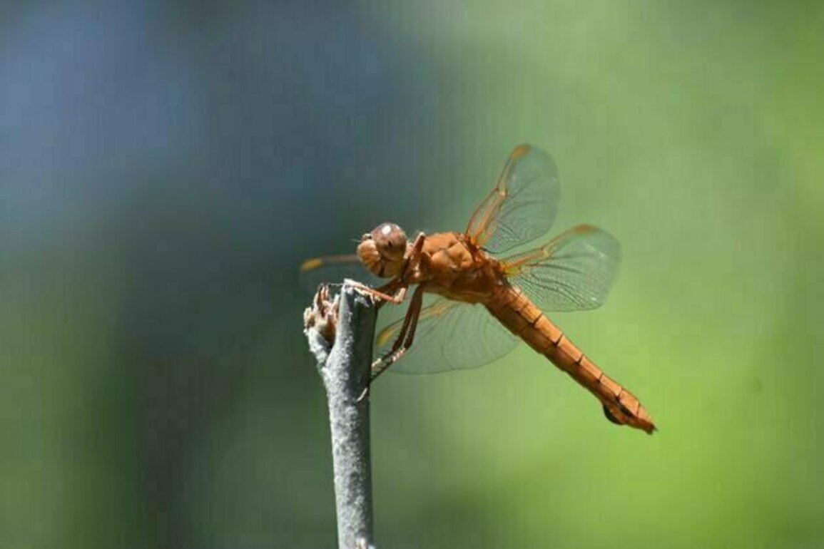 Humans are killing helpful insects in hundreds of ways - simple steps can reduce the harm