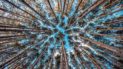 Timber company joins celebrations for International Day of Forests