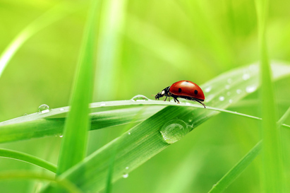 Capitalising on the biodiversity boom