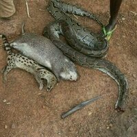 Vente de viande sauvage sur TikTok : des espces menacees sont proposees en Afrique de l'Ouest